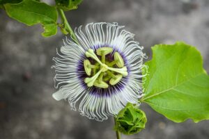 Potřebujete zklidnit? Passiflora vám poskytne šetrnou cestu k uvolnění